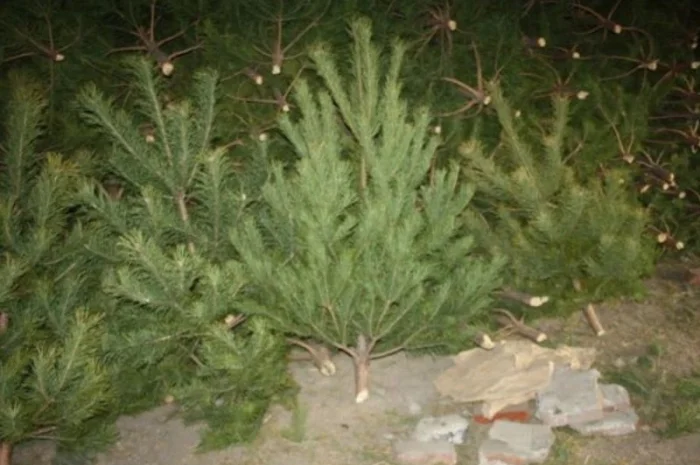 Сосна новогодняя Оптом Ялинка новорічна Новогодние Сосны Елки Сосна живая Сосна Оптом- фото № 2