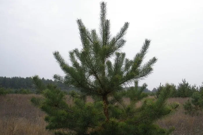 Сосна новогодняя Оптом Ялинка новорічна Новогодние Сосны Елки Сосна живая Сосна Оптом- фото № 3