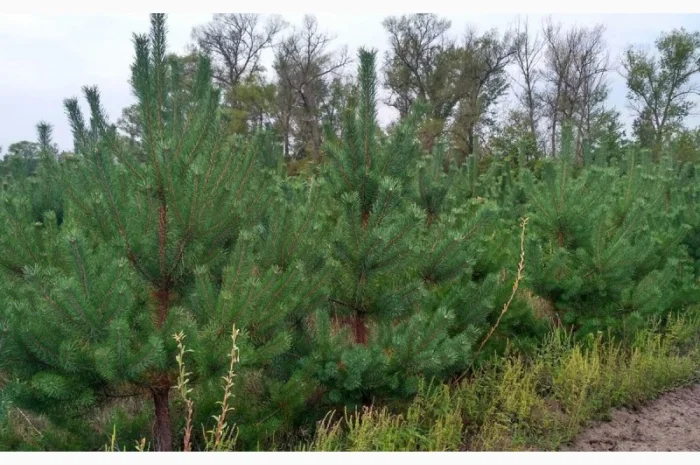 Сосна новогодняя Оптом Ялинка новорічна Новогодние Сосны Елки Сосна живая Сосна Оптом- фото № 5