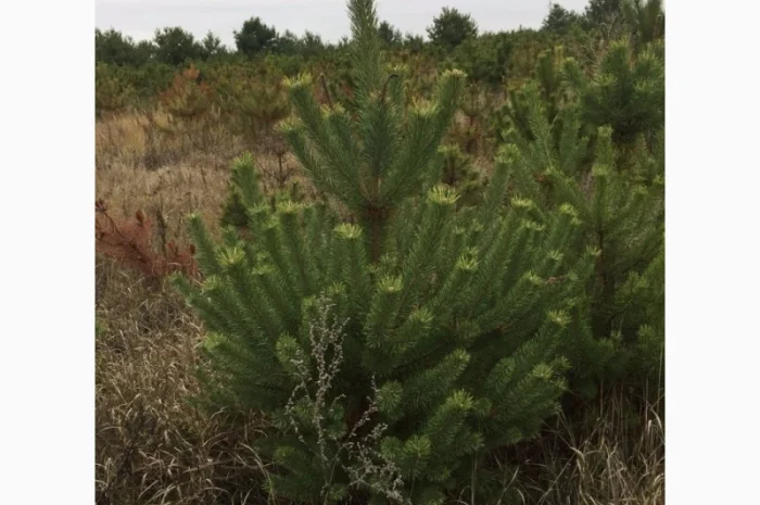 Сосна новогодняя Оптом Ялинка новорічна Новогодние Сосны Елки Сосна живая Сосна Оптом- фото № 6