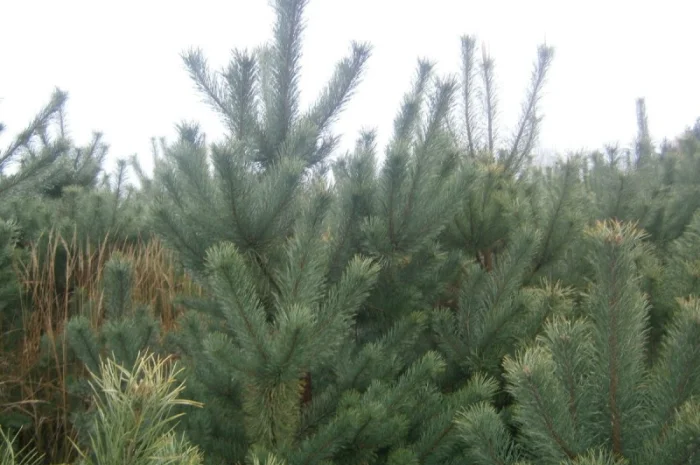 Сосна новогодняя Ялинка новорічна Новогодние сосны Елки Сосна живая Сосна Оптом- фото № 3