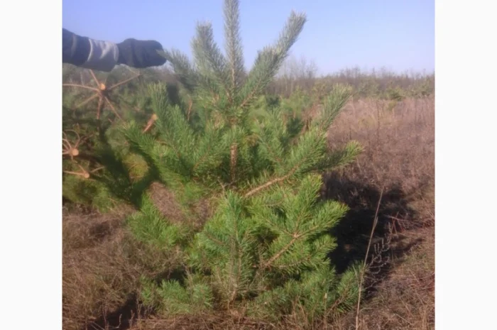 Новогодние сосны елки ялинки новорічні від виробника сосна ялинка оптом от производителя- фото № 10