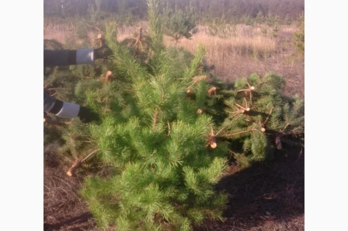 Новогодние сосны елки ялинки новорічні від виробника сосна ялинка оптом от производителя- фото № 5