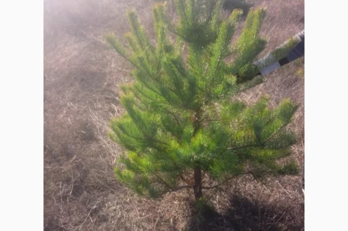 Новогодние сосны елки ялинки новорічні від виробника сосна ялинка оптом от производителя- фото № 7