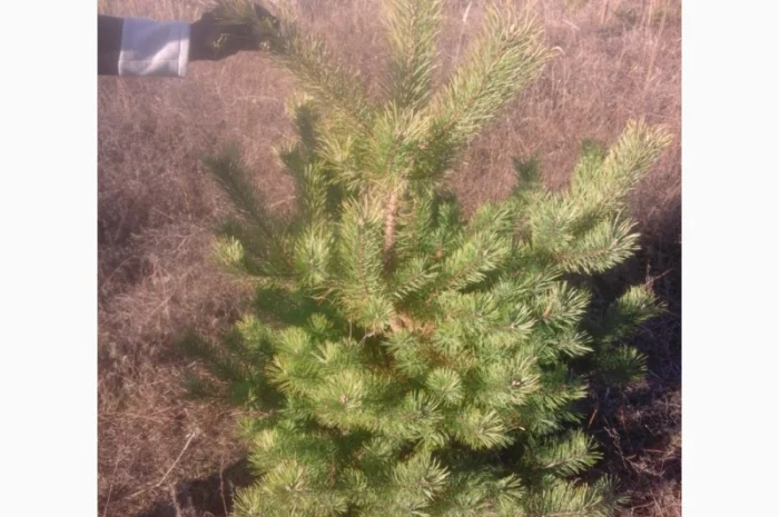 Новогодние сосны елки ялинки новорічні від виробника сосна ялинка оптом от производителя- фото № 8