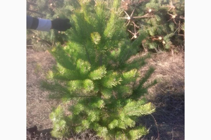 Новогодние сосны елки ялинки новорічні від виробника сосна ялинка оптом от производителя- фото № 9