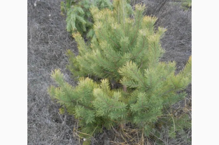 ЦЕНА РЕАЛЬНАЯ!!!Від Фермера Сосна новогодняя Ялинка новорічна Новогодние сосны Елки- фото № 17