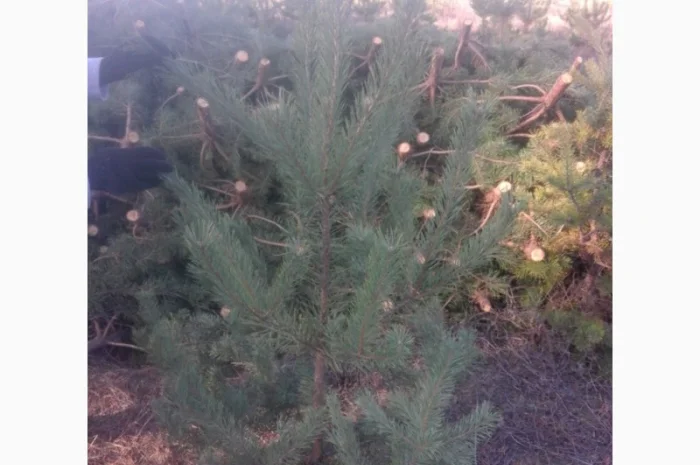 ЦЕНА РЕАЛЬНАЯ!!!Від Фермера Сосна новогодняя Ялинка новорічна Новогодние сосны Елки- фото № 9