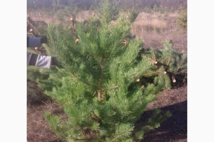 ЦЕНА РЕАЛЬНАЯ!!!Від Фермера Сосна новогодняя Ялинка новорічна Новогодние сосны Елки- фото № 8