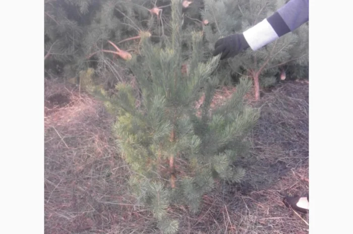ЦЕНА РЕАЛЬНАЯ!!!Від Фермера Сосна новогодняя Ялинка новорічна Новогодние сосны Елки- фото № 6