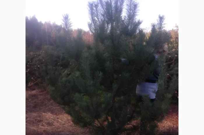 ЦЕНА РЕАЛЬНАЯ!!!Від Фермера Сосна новогодняя Ялинка новорічна Новогодние сосны Елки- фото № 5