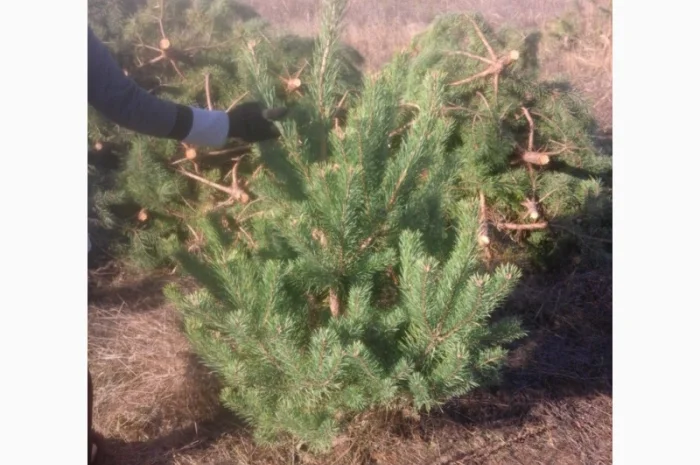 ЦЕНА РЕАЛЬНАЯ!!!Від Фермера Сосна новогодняя Ялинка новорічна Новогодние сосны Елки- фото № 3