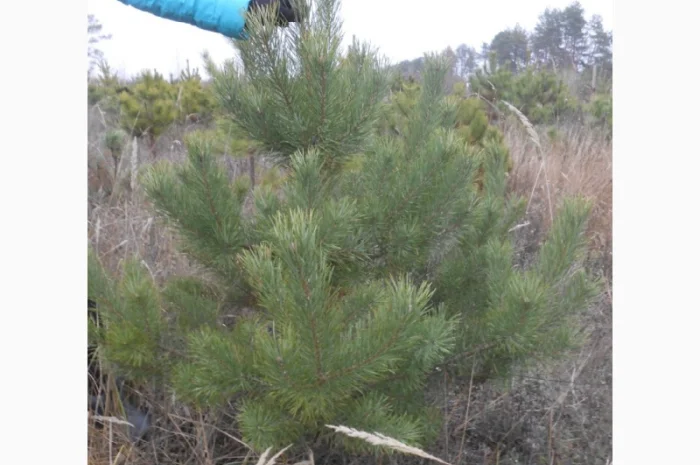 ЦЕНА РЕАЛЬНАЯ!!!Від Фермера Сосна новогодняя Ялинка новорічна Новогодние сосны Елки- фото № 16