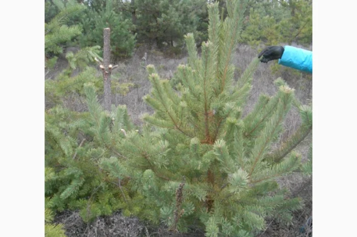 ЦЕНА РЕАЛЬНАЯ!!!Від Фермера Сосна новогодняя Ялинка новорічна Новогодние сосны Елки- фото № 1