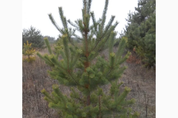 ЦЕНА РЕАЛЬНАЯ!!!Від Фермера Сосна новогодняя Ялинка новорічна Новогодние сосны Елки- фото № 15