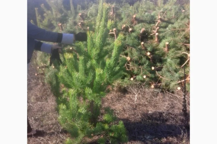 ЦЕНА РЕАЛЬНАЯ!!!Від Фермера Сосна новогодняя Ялинка новорічна Новогодние сосны Елки- фото № 13