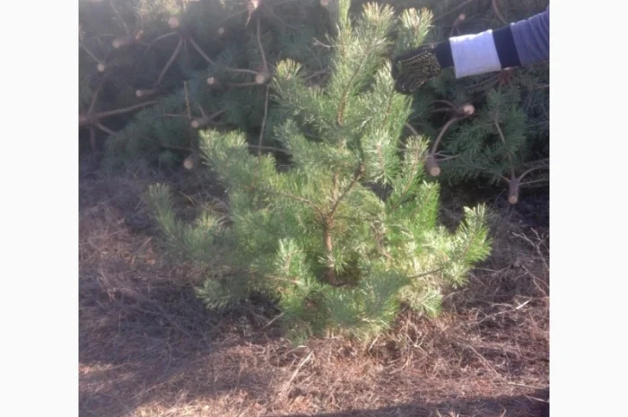 ЦЕНА РЕАЛЬНАЯ!!!Від Фермера Сосна новогодняя Ялинка новорічна Новогодние сосны Елки- фото № 12
