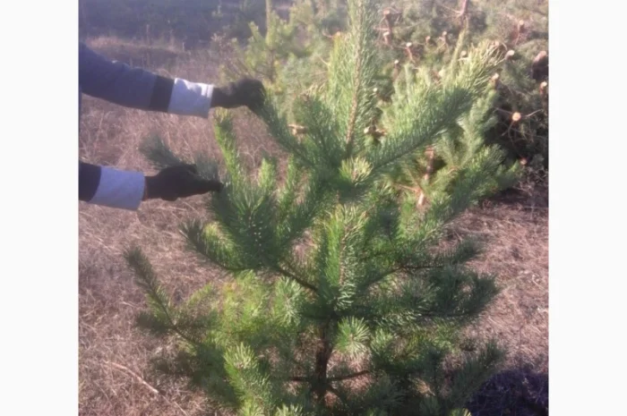ЦЕНА РЕАЛЬНАЯ!!!Від Фермера Сосна новогодняя Ялинка новорічна Новогодние сосны Елки- фото № 11