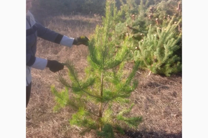 ЦЕНА РЕАЛЬНАЯ!!!Від Фермера Сосна новогодняя Ялинка новорічна Новогодние сосны Елки- фото № 2