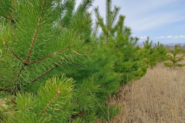 Продам сосну новорічну оптом новогодние сосны ёлки сосна ялинка оптом- фото № 1