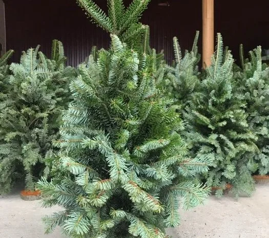 Елка наборная на подставке Смереки «Пихта»- фото № 2