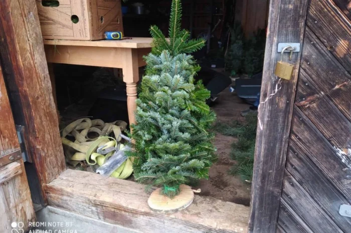 Продам новогоднюю ялинку, сосну, ель- фото № 1