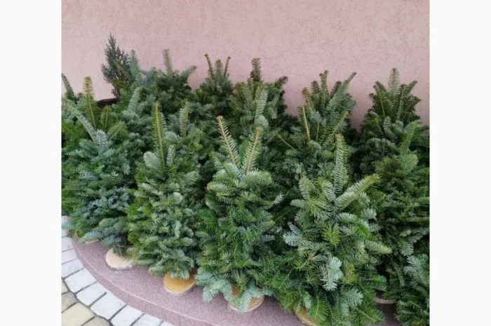Продам, ялинка, из веточек смерека, новогодняя сосна- фото № 1