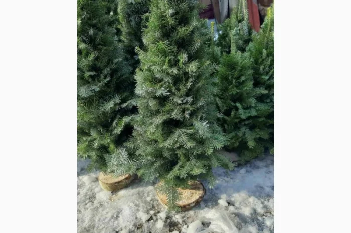 Продам, ялинка, из веточек смерека, новогодняя сосна- фото № 2