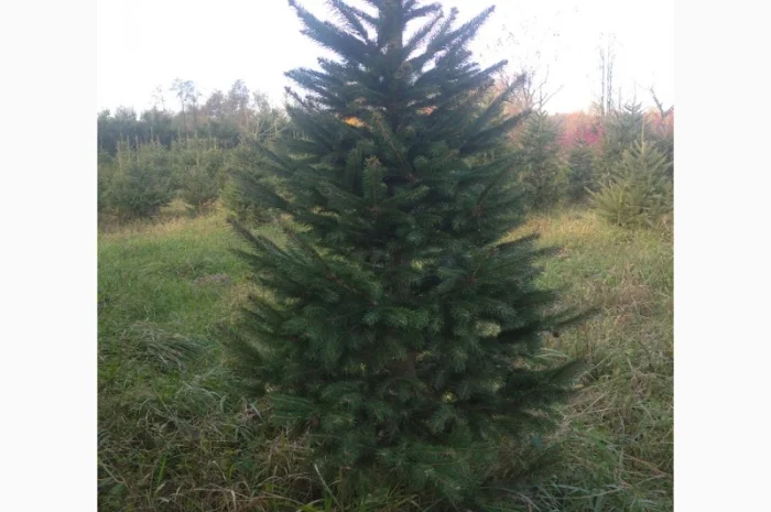 Ялинка різдвяна жива- фото № 1