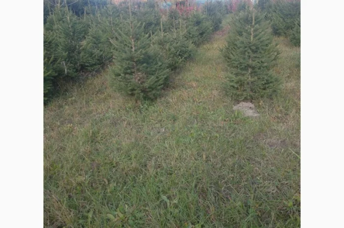 Ялинка різдвяна жива- фото № 2