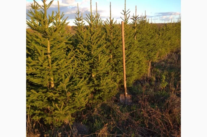 Ялинка різдвяна жива- фото № 3