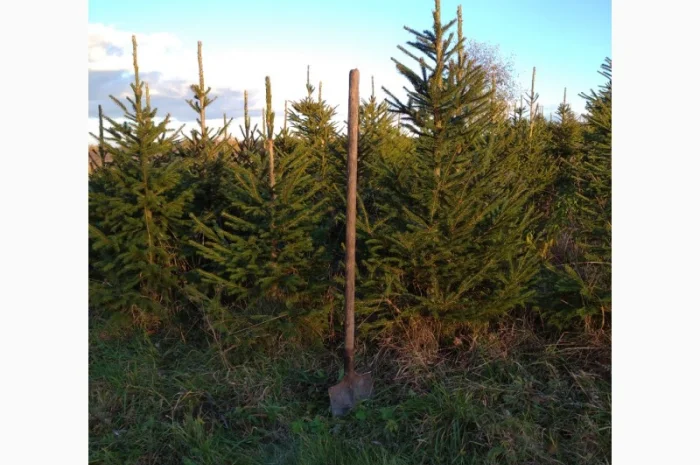 Ялинка різдвяна жива- фото № 4