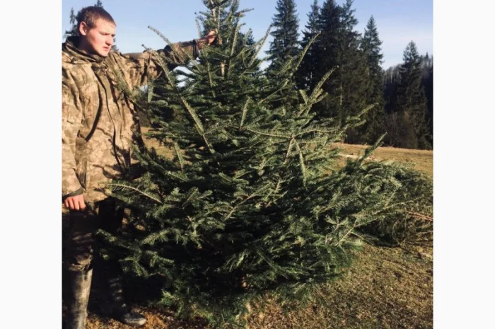 Новорічні ялинки- фото № 1