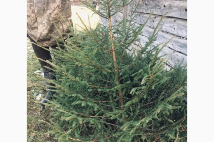 Новорічні ялинки- фото № 2