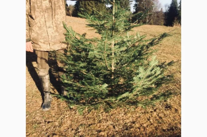 Новорічні ялинки- фото № 3