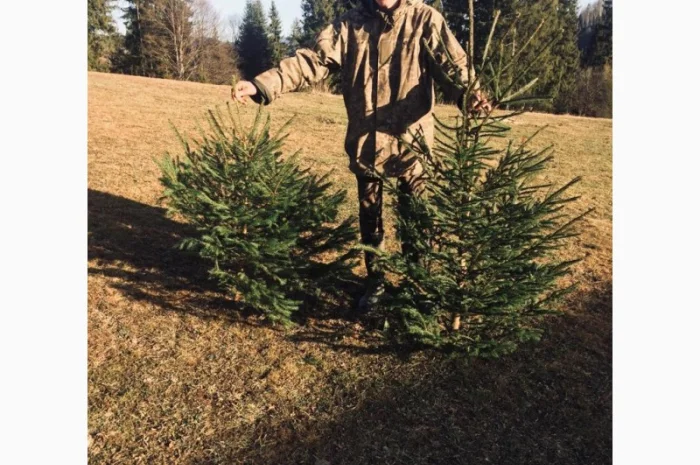 Новорічні ялинки- фото № 4