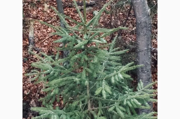 Новорічні ялинки- фото № 6