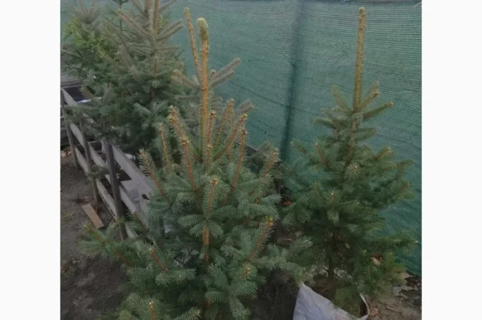 Продаються голубі ялинки- фото № 1