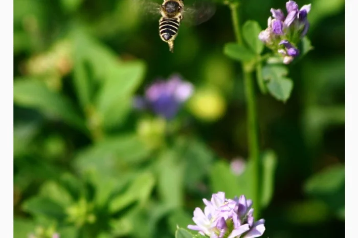 Насіння люцерни Банат ВС від виробника- фото № 1