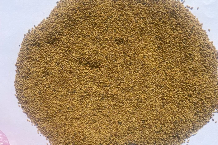 Продаж семян люцерни, неомагнічені- фото № 1