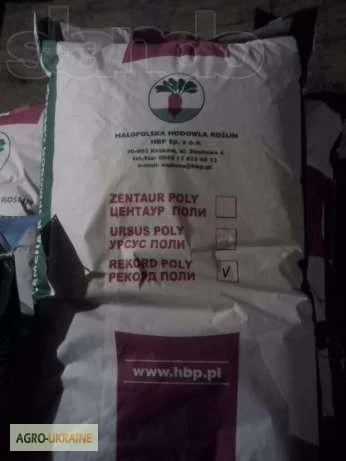 Кормовой буряк из Польши оптом- фото № 1