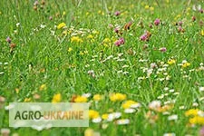 Насіння кормових трав оптом- фото № 1