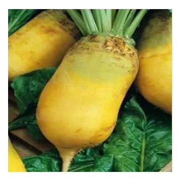 Насіння кормового буряка- фото № 2