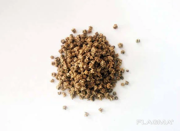 Насіння кормового буряка- фото № 3