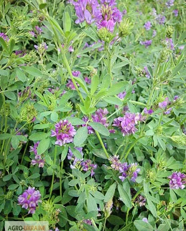 Насіння люцерни сорт "Ласка"- фото № 1