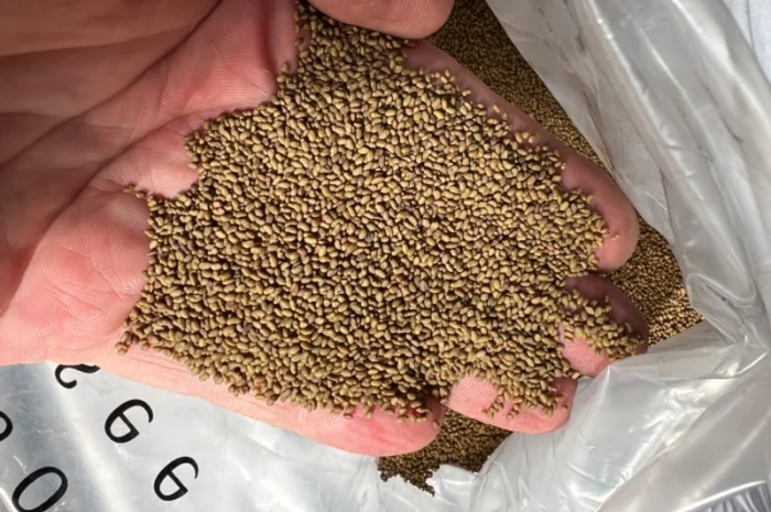 Насіння люцерни сорт "Ласка"- фото № 2