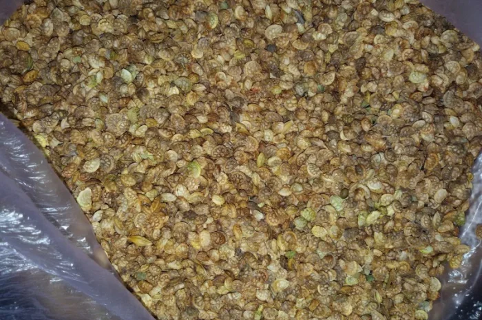 Продам насіння Эспарцету врожаю 2024 р з ПДВ- фото № 2