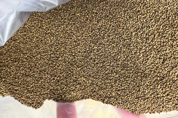 Продажа семян люцерны сорта Надія 1р, магниченные- фото № 1