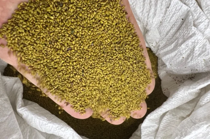 Люцерна не магнічена- фото № 1