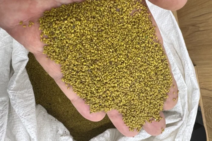 Люцерна не магнічена- фото № 3